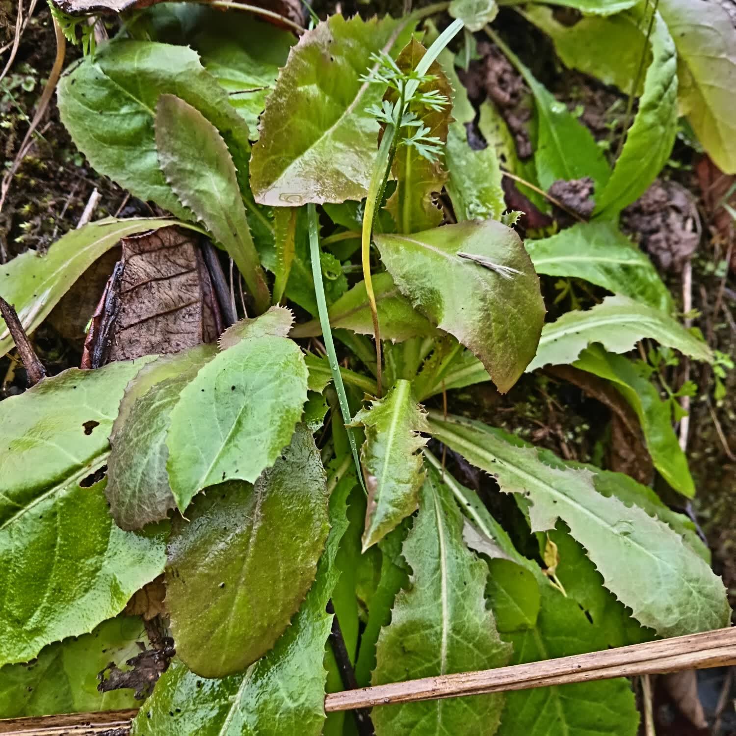 蒲公英华花郎,蒲公草,食用蒲公英,尿床草,西洋蒲公英,婆婆丁 现采野生