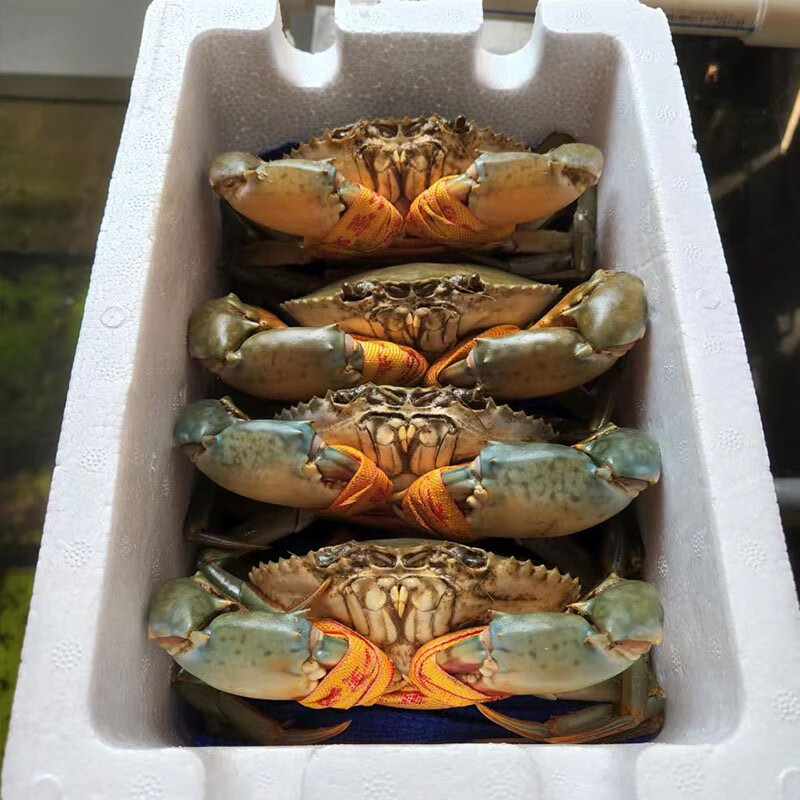 �����з�з���ʰ������� ��3-3.5��/ĸ3-3.5�� ��4ֻ /ĸ4ֻ��8ֻ