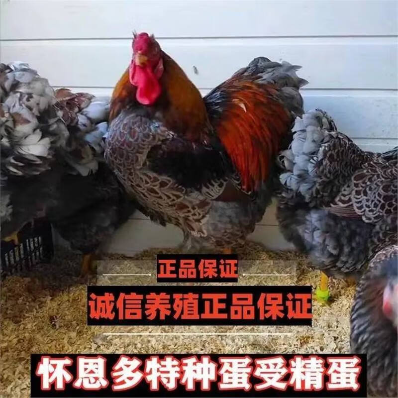 怀特鸡种蛋受精蛋鱼鳞鸡种蛋鸡蛋可孵化观赏怀恩鸡怀恩多特 1枚