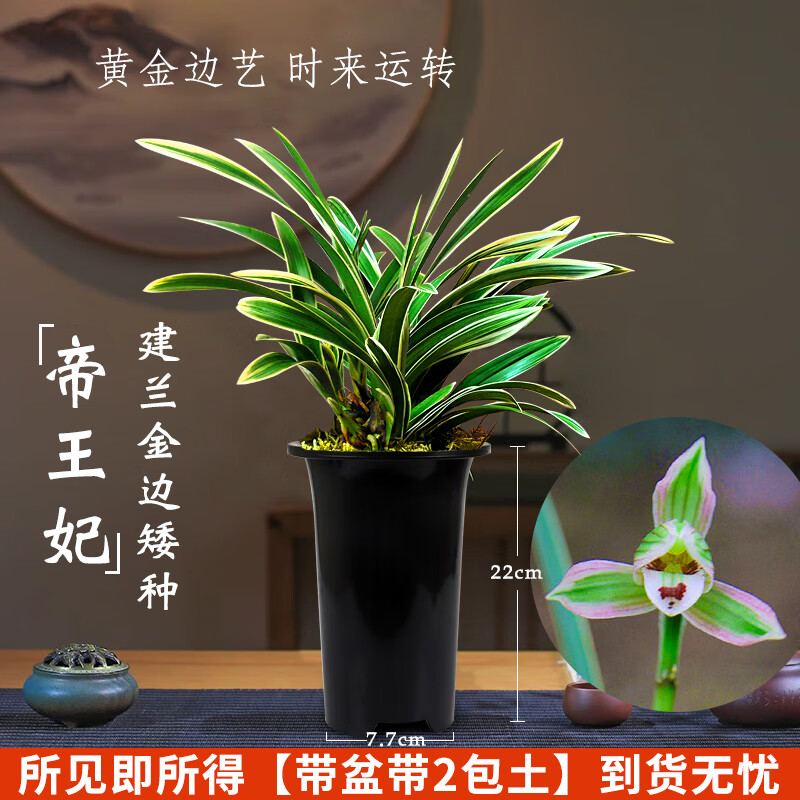 劉閣蘭花兰花苗世界上超香四季兰帝王妃 金边矮种夏带浓香花苞花卉盆栽 3大壮苗+硬塑黑盆+2包土