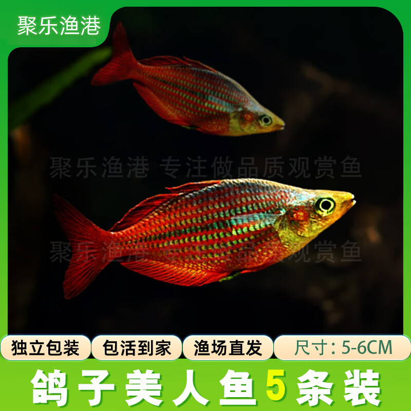 活體寵物剛果電光蘋(píng)果鴿子藍(lán)精靈火麒麟美人魚(yú)活體 熱帶觀賞淡水燈科魚(yú) 鴿子美人（5-6CM）5條裝