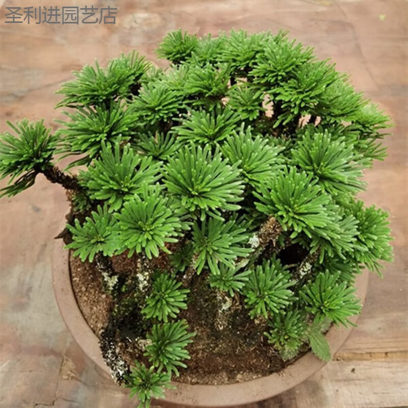 懿儱佩九死还魂草卷柏 见水还阳复活草 庭院室外阳台盆景盆栽绿植园艺