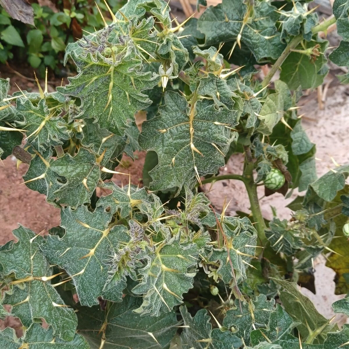 【官方店旗舰】野生新鲜刺天茄:刺茄::苦天茄清热食用中草药传统 野生