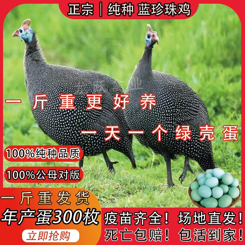 4-5两蓝珍珠鸡8只【公母备注】