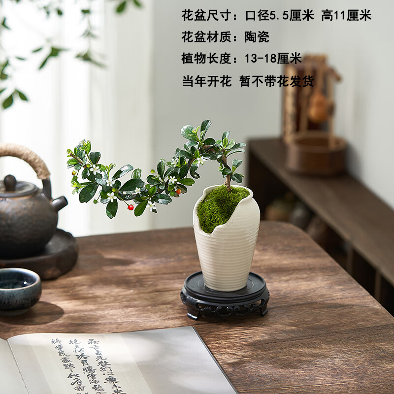 盆栽室内好养植物办公室桌面绿植花卉 大叶福建茶(清月盆) 圆桌底座