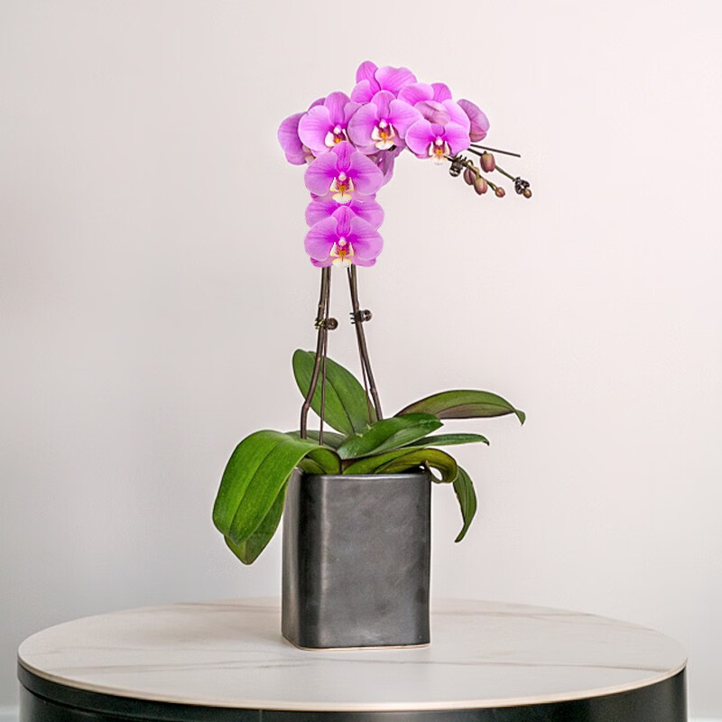 爱清清鲜花速递蝴蝶兰年宵花春节开业乔迁礼品室内盆栽全国配送 2株