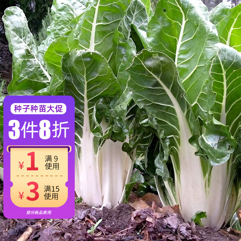 神禾牛皮菜种子厚皮菜大叶青菜春季蔬菜籽 冯子龙春不老白梗厚皮菜