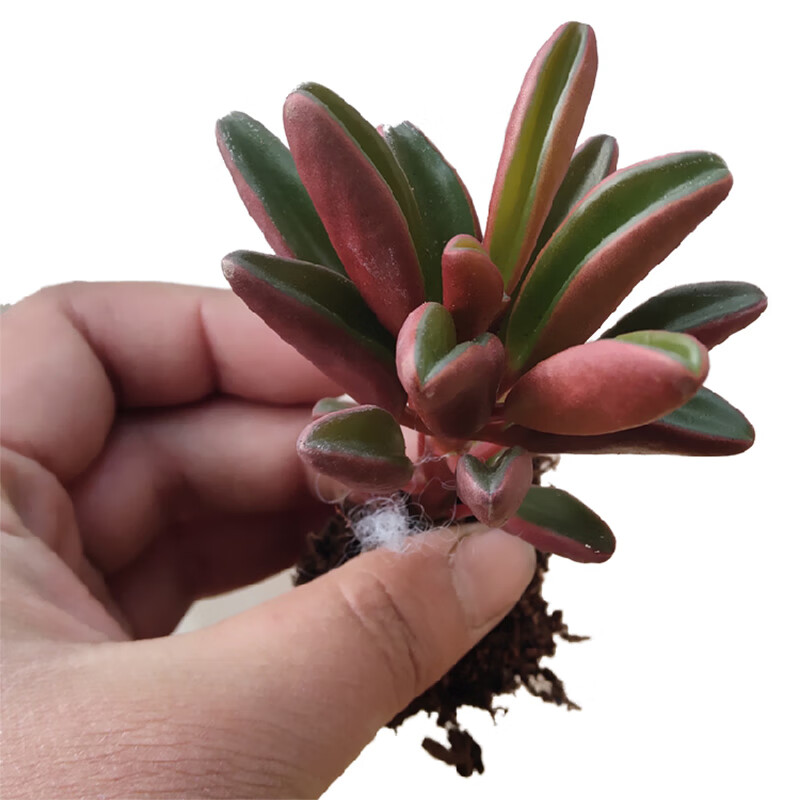 clcey红背椒草多肉萌肉肉稀有贵货盆栽植物室内好养耐阴 单头