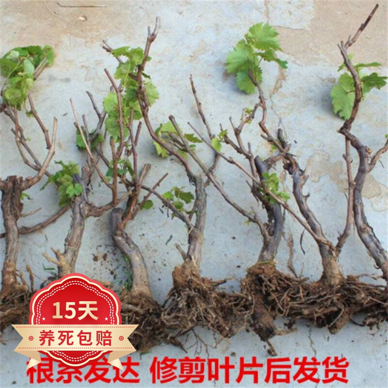 ŷ�� �ش�޷��������� ��������С�� �ϱ�����ֲ ������̨���Ե���