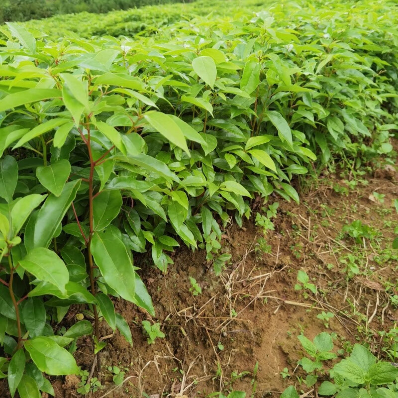 春枝韵小叶香樟树树苗带土批发1000棵绿化木材占地树苗四季常青苗木