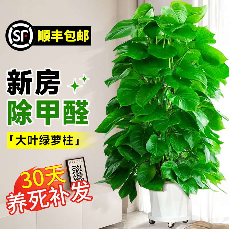 ���ڲ��������Ŵ�Ҷ������������ֲ�����������񷢲��������·�����ȩ����ֲ�� ������1.3-1.4��+��ʯ����ֵ���