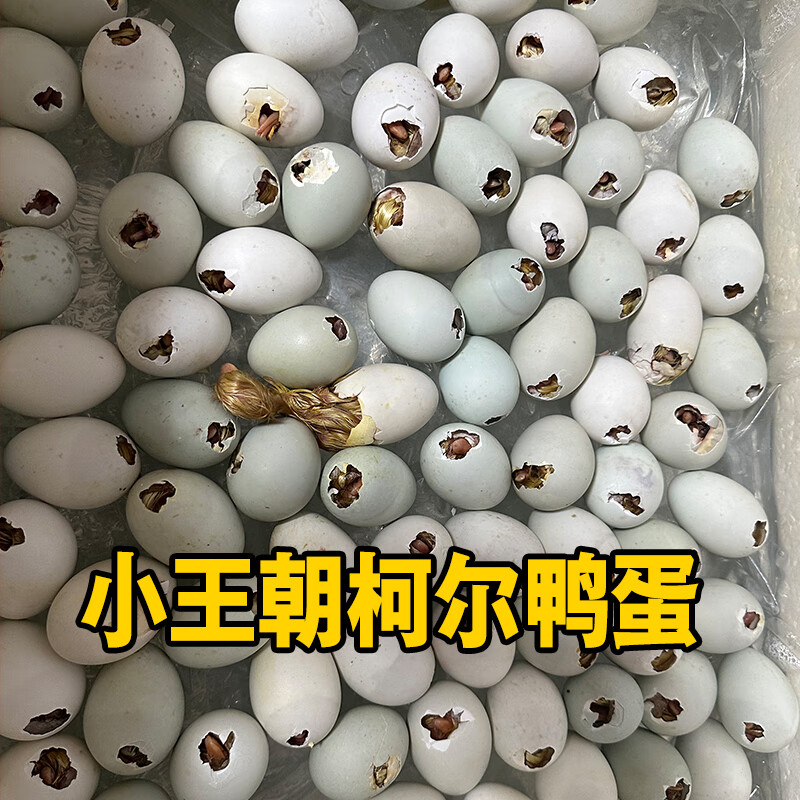 小王朝科尔鸭s级赛级可达鸭柯尔鸭奶盖幼崽宠物鸭活体幼仔苗小萌 不卖