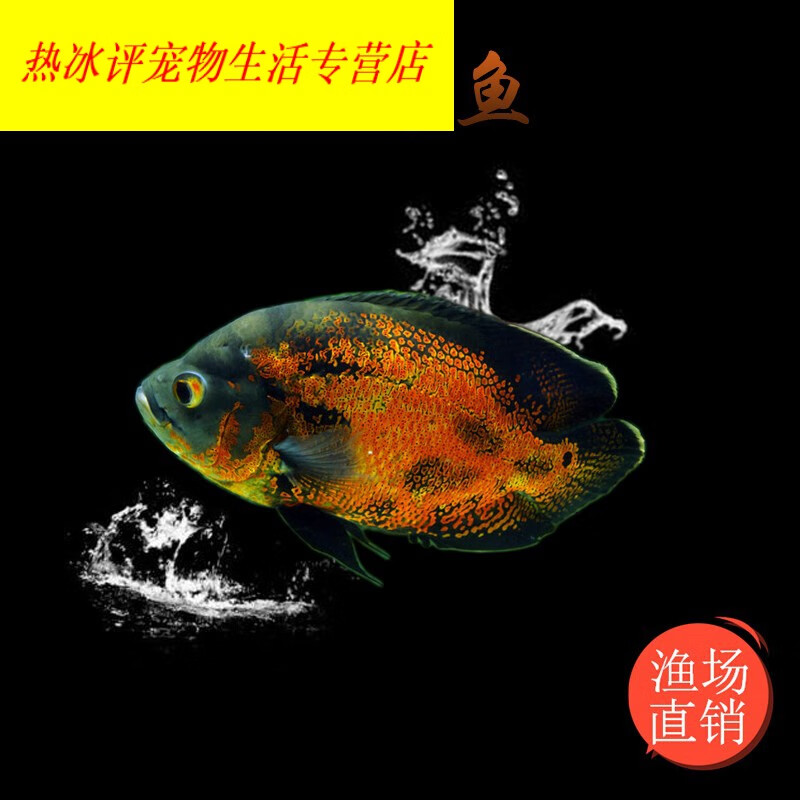 穗桓地图鱼淡水中大型热带鱼观赏宠物活体好养猪仔鱼花猪鱼 8-10cm