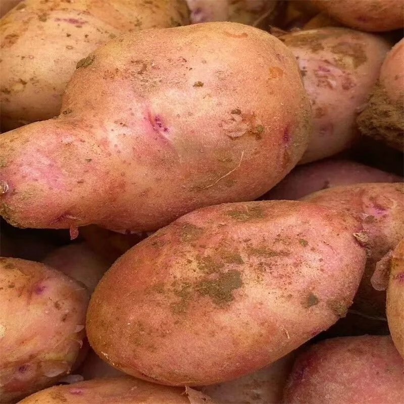 【精选】土豆新鲜现挖红皮黄心土豆10/3斤小土豆种子洋芋农家自种 10斤 【特大】带箱特大果(净重9