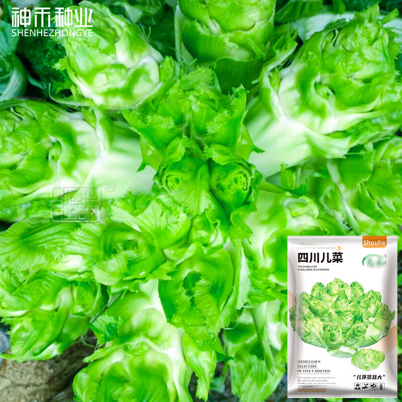神禾四川儿菜种子娃娃菜抱儿莱籽早熟 四川儿菜种子 10克 2袋/儿芽个