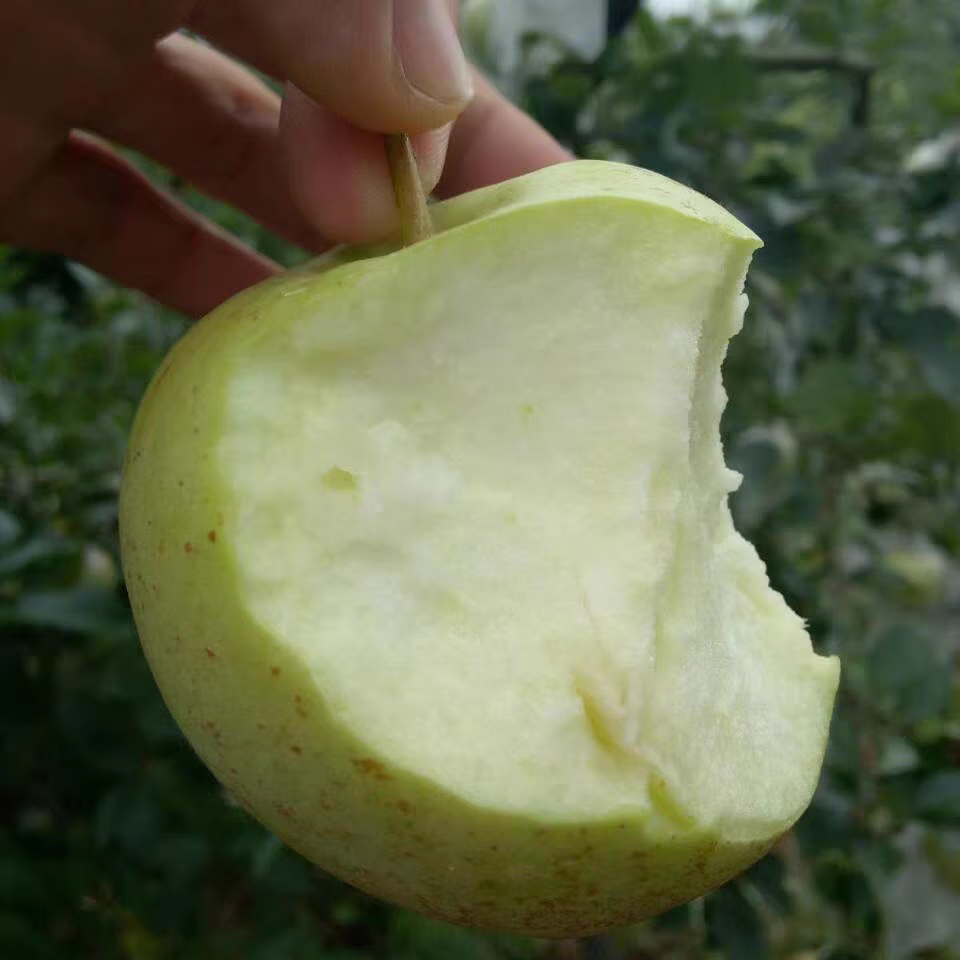 大沙河青金帅苹果孕妇水果麻点新鲜现摘现发酸脆不打蜡无农残 4斤