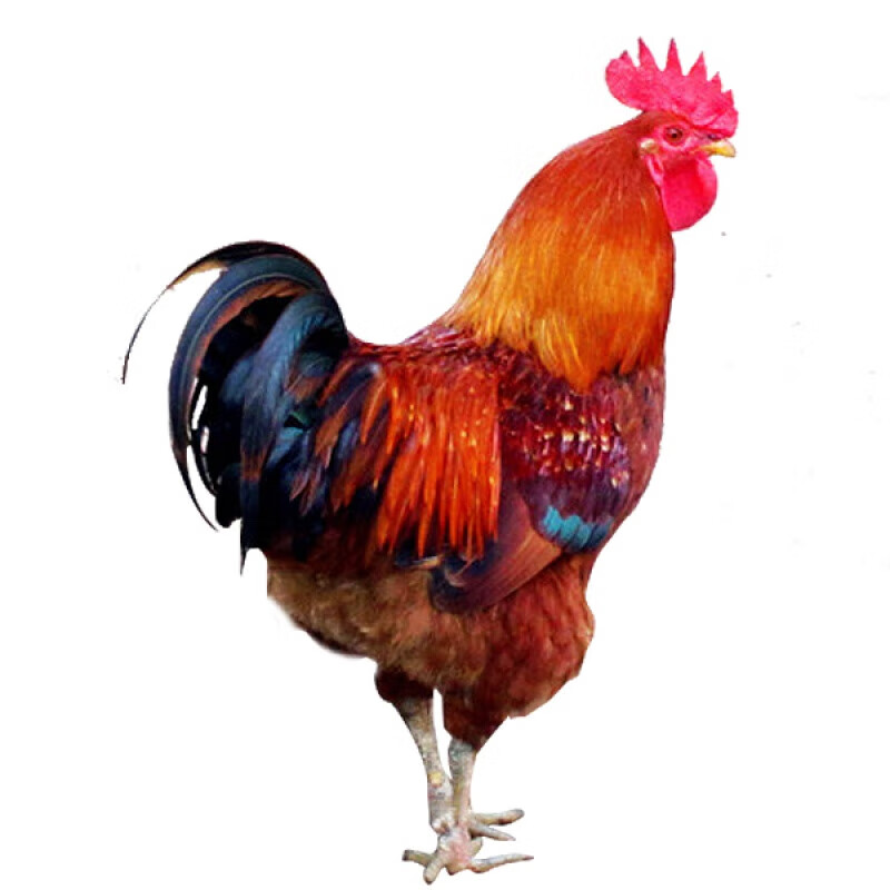 虎钢馋庄河大骨鸡6斤半农家散养大公鸡现杀新鲜草鸡走地溜达土鸡小