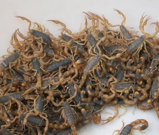 虹弦见活体蝎王十足全蝎养殖活蝎子全虫 20只公【5到6】厘米 2只防