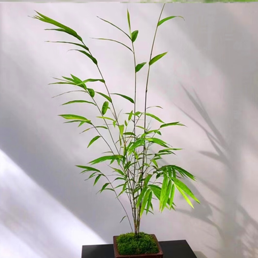 姒桀内门台湾正宗禅雅盆栽名贵竹苗室内绿植四季常青好养易活竹子高贵