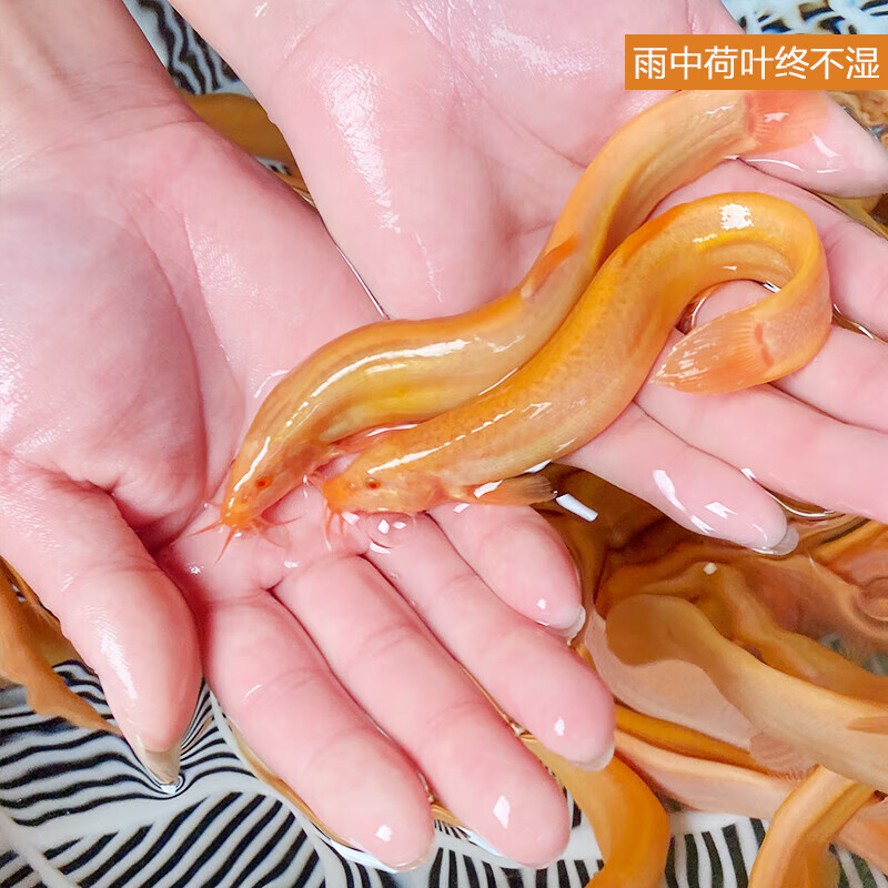 黄金泥鳅冷水鱼观赏鱼淡水鱼小金鱼小红鱼练手鱼鲜活泥鳅苗 2条6-8