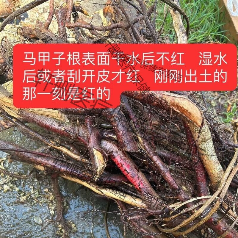 内廷上用北京同仁堂自挖铁篱笆根中材马甲子根 铁篱笆树根 筣根干货