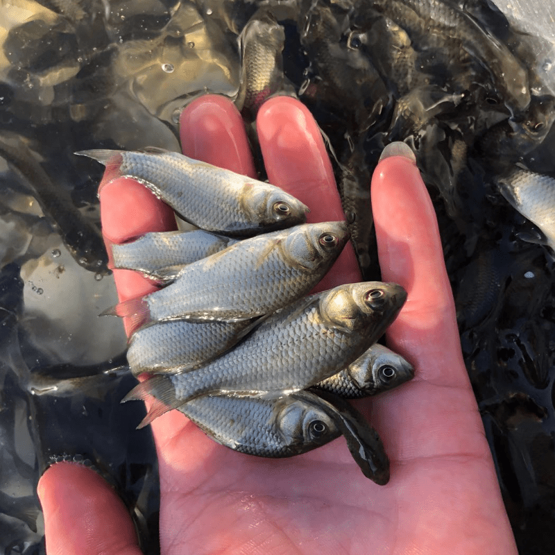 银鲫中科三号小鲫鱼方正鲫大板鲫苗淡水养殖鱼苗鱼苗