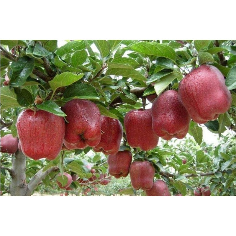 嫁接盆栽苹果树苗沙果果树苗南方北方种植当年结果芭蕾苹果树苗木