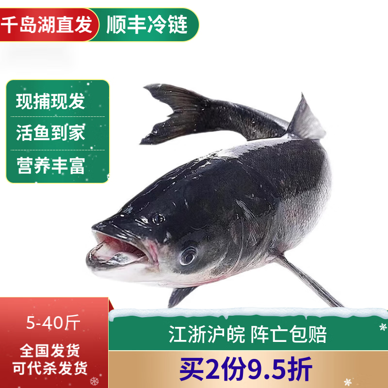隆港汇正宗千岛湖胖头鱼活鱼大头鱼花鲢鳙包货到家 25斤活鱼（需预定）