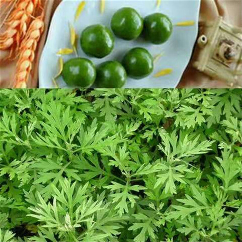香艾草种子食用艾草 艾蒿 青蒿 庭院阳台花卉种籽草籽 芳香 驱蚊 艾草