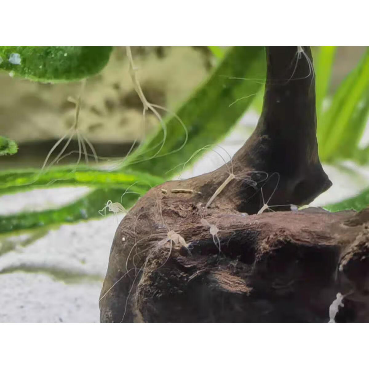 淡水桃花水母活体水母幼体水螅体小型迷你鱼缸观赏宠物好活不打氧