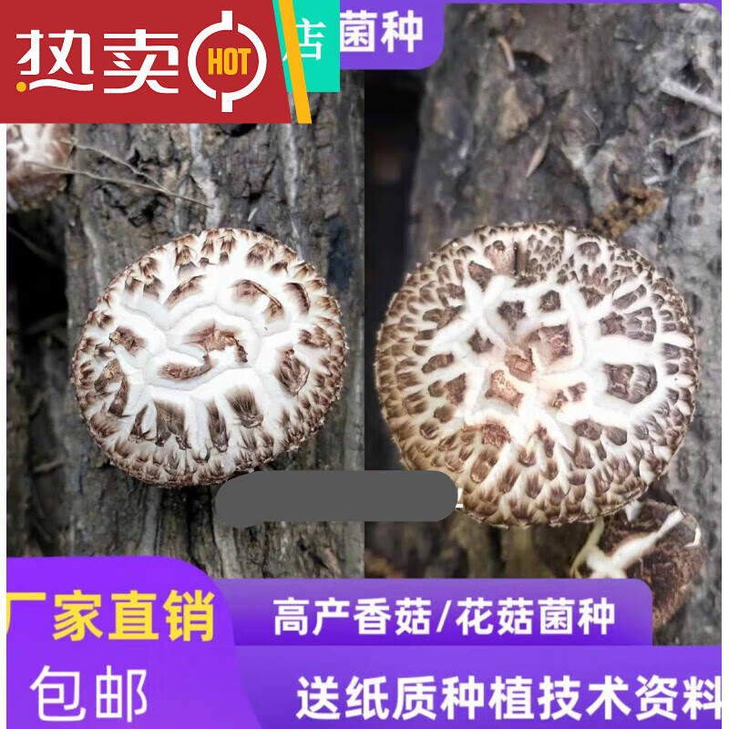 椴木香菇菌种良种介绍图片