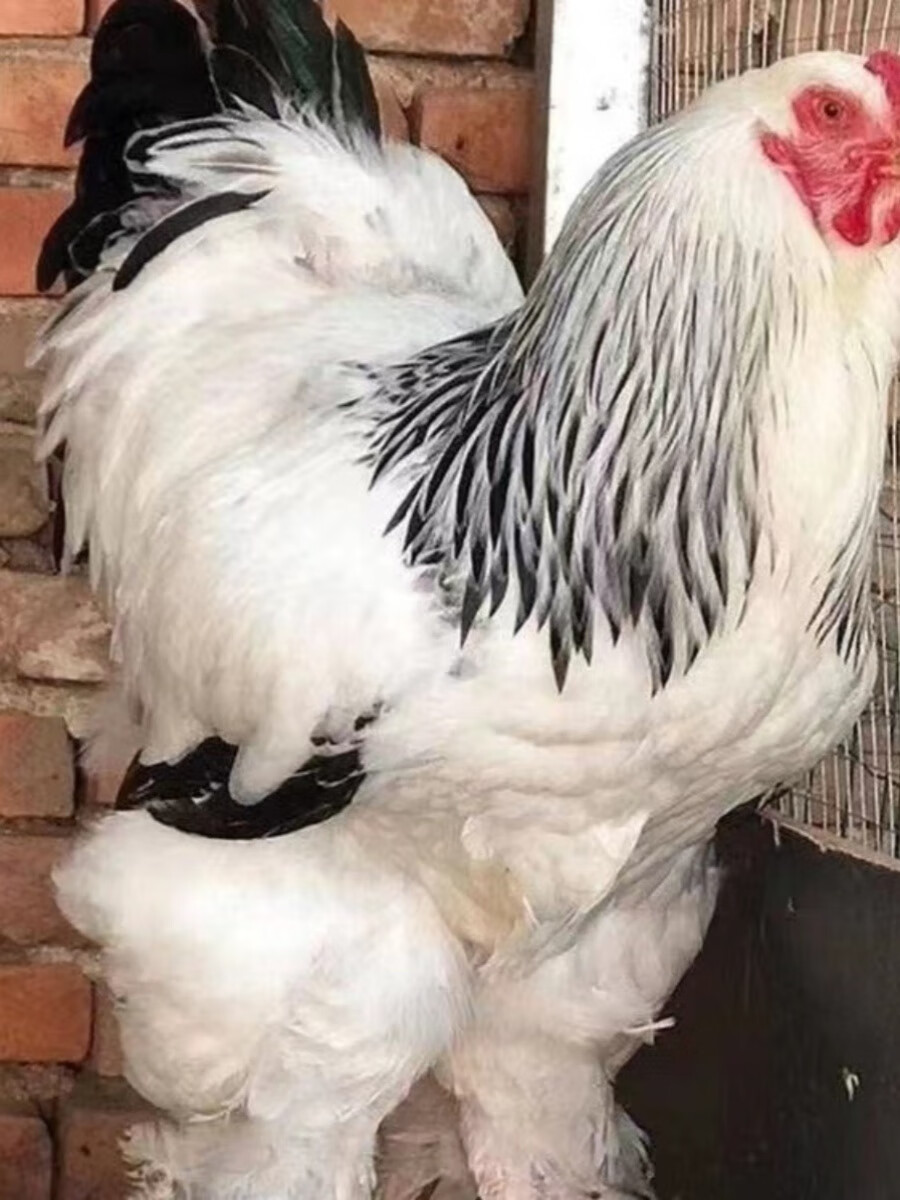 正宗婆罗门种蛋受精蛋可孵化巨型梵天鸡蛋观赏鸡苗批发10个起发 1枚