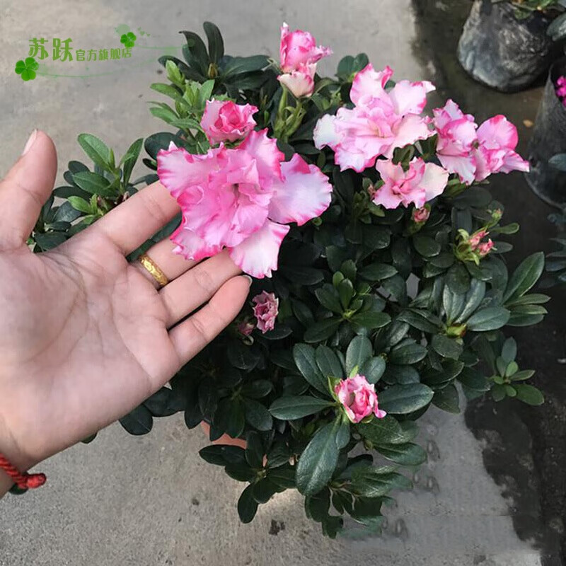 杜鹃花盆栽室内阳台四季开花山茶树苗西玛杜鹃映山红大花盆景杜鹃