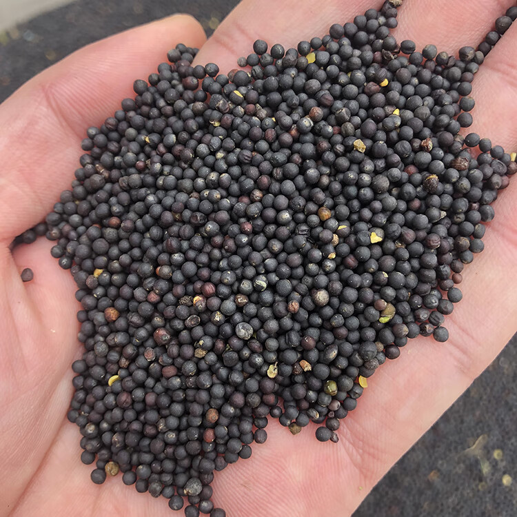 2024年新油菜籽榨油喂鸟鸽子杂粮鹦鹉饲料油菜花籽自种非转基因 油