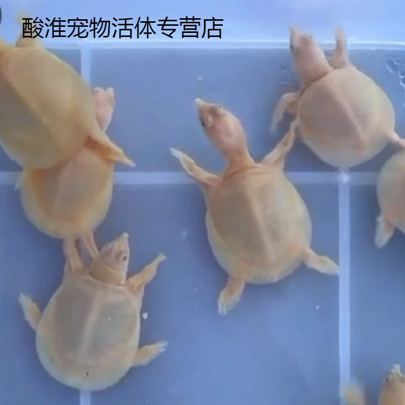 2-3厘米白化鳖 开口粮一份