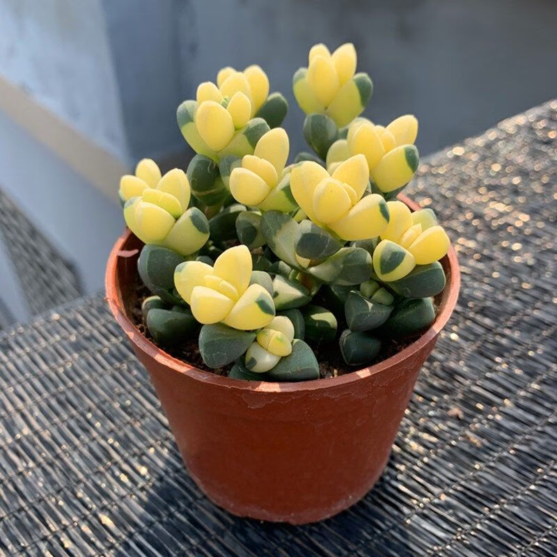 鹿角海棠锦多肉植物可爱萌肉肉桌面阳台绿植花卉盆栽 鹿角海棠锦8cm原