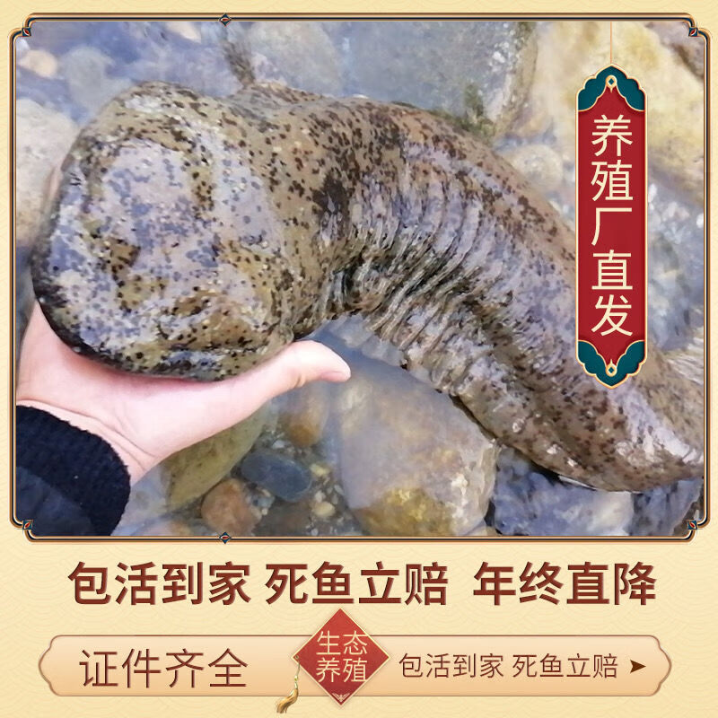 【鲜活到家】娃娃鱼活鱼活体娃娃鱼宠物食用水产淡水鱼批发 山泉水