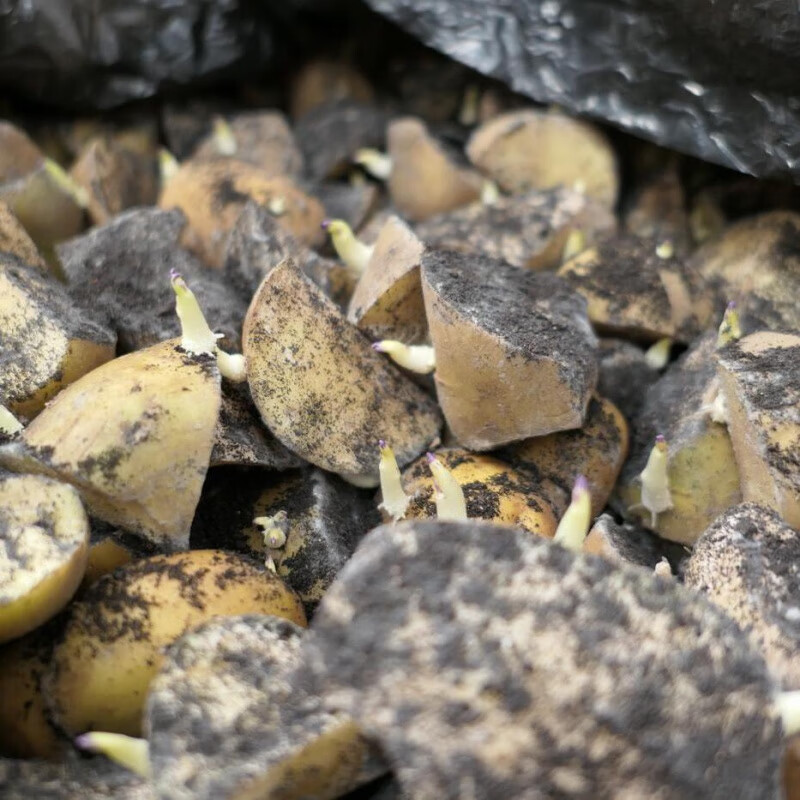 山东脱毒早熟黄心黄皮大土豆种子荷兰15原种发芽马铃薯种口感面糯 大