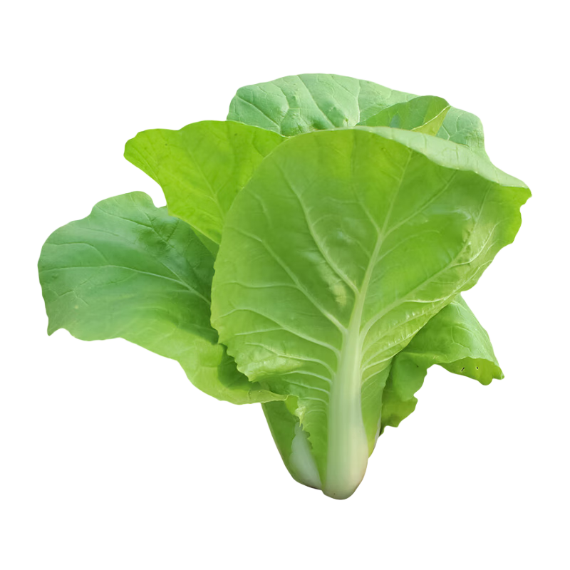 壽禾油菜種子矮腳上海青梗菜蔬菜小白菜快菜秋季壽光蔬種籽四季青菜 壽冠矮腳黃種子25g