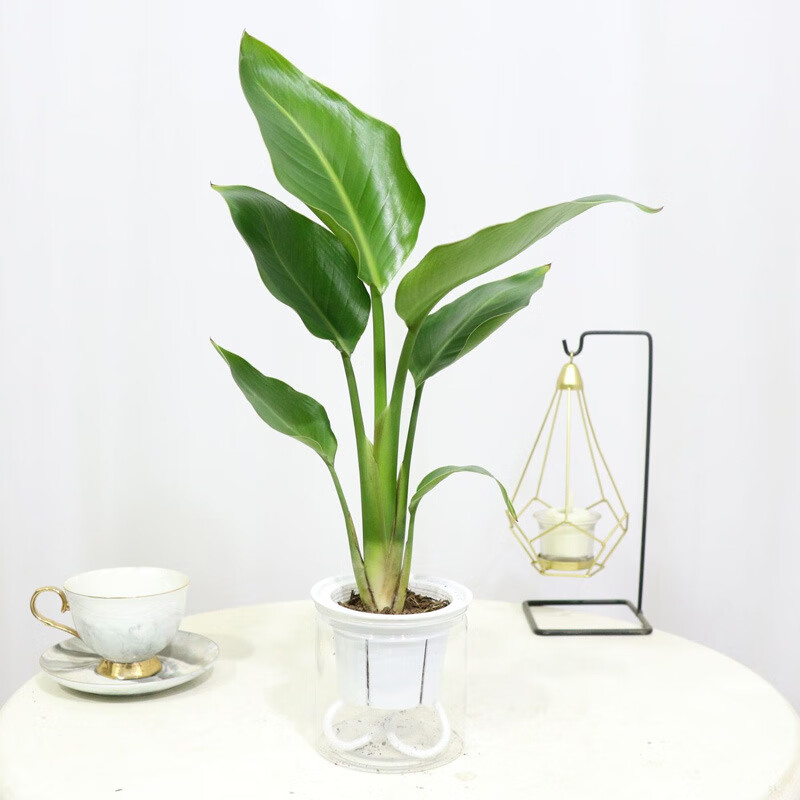 天堂鸟鹤望兰小盆栽室内客厅大型植物花卉水培办公室四季常青绿植 不