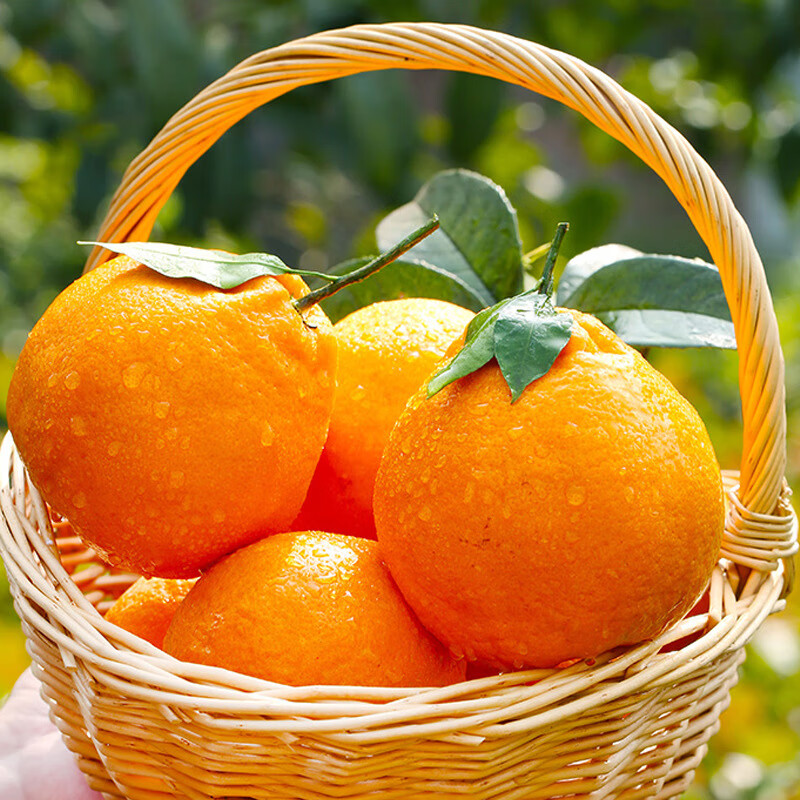 慧供四川春见耙耙柑桔子丑橘甜橘粑粑柑当季时令新鲜水果整箱春节礼盒 4.5斤中果【单果65-70mm】