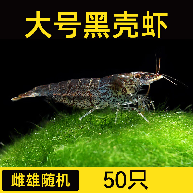 黑壳虾除藻清洁工具虾大号去绿藻黑藻去苔宠物虾鱼活