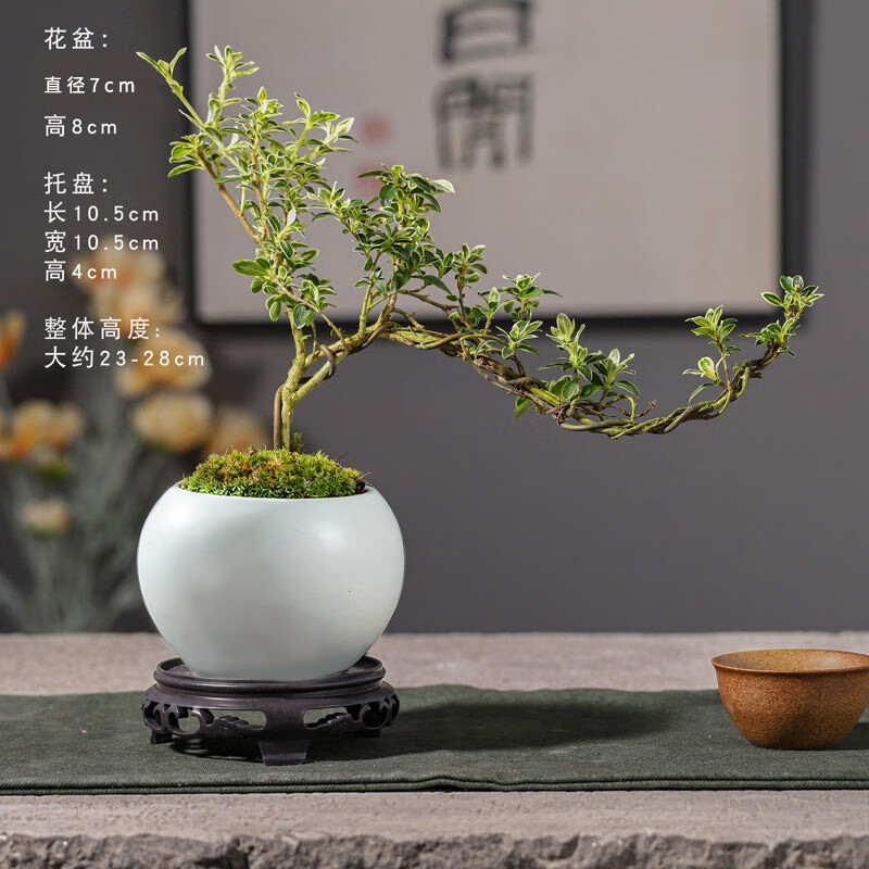 ���ڲ�������ʱ�� �������ѩ����������֦���ͣ������մ���+̦޺+���У�