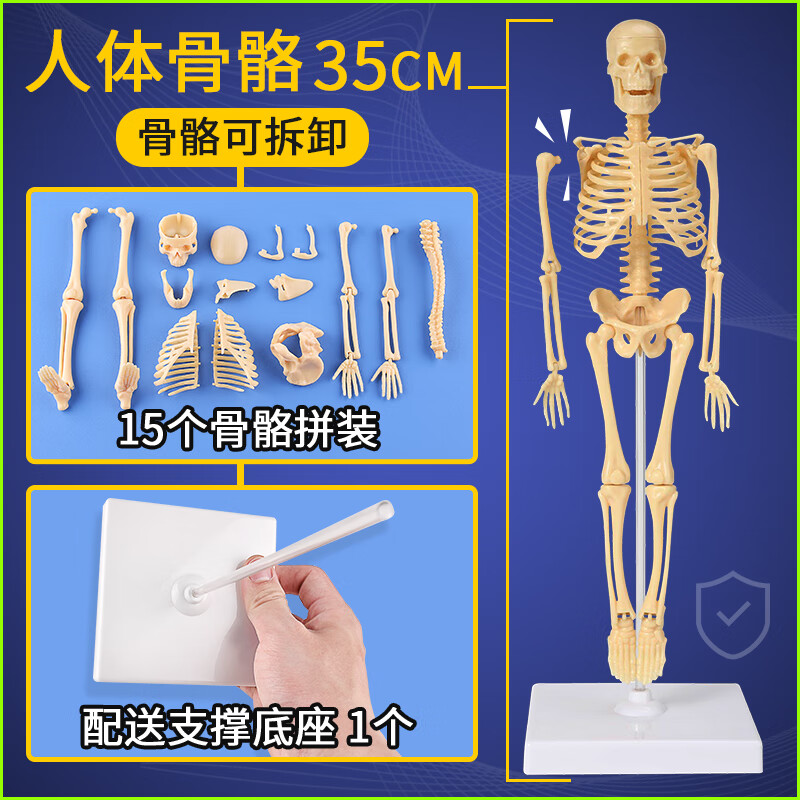人体骨骼模型骨架结构全身3d可拆卸拼装儿童医学迷你小型骷髅 人体