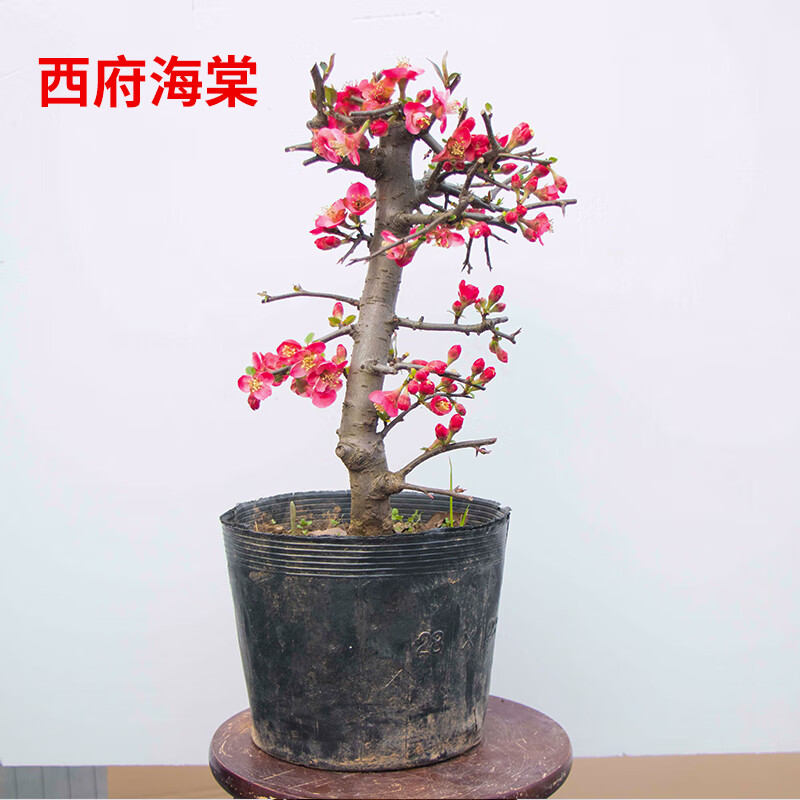 慎思苑海棠花盆栽花卉树苗 西府贴梗木瓜海棠老桩盆景庭院阳台开花