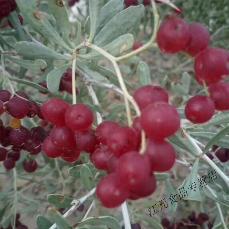 沙漠浓缩带酸营养丰富多彩 黄色1斤