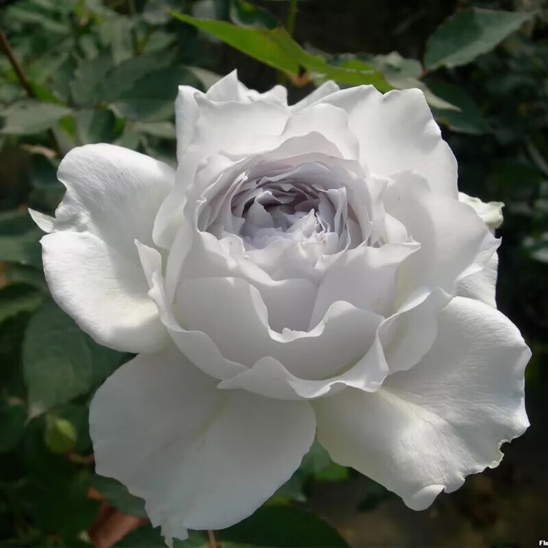 曼杉园日月加百列大天使玫瑰浓香灌木月季多季开花庭院花园长日照花卉