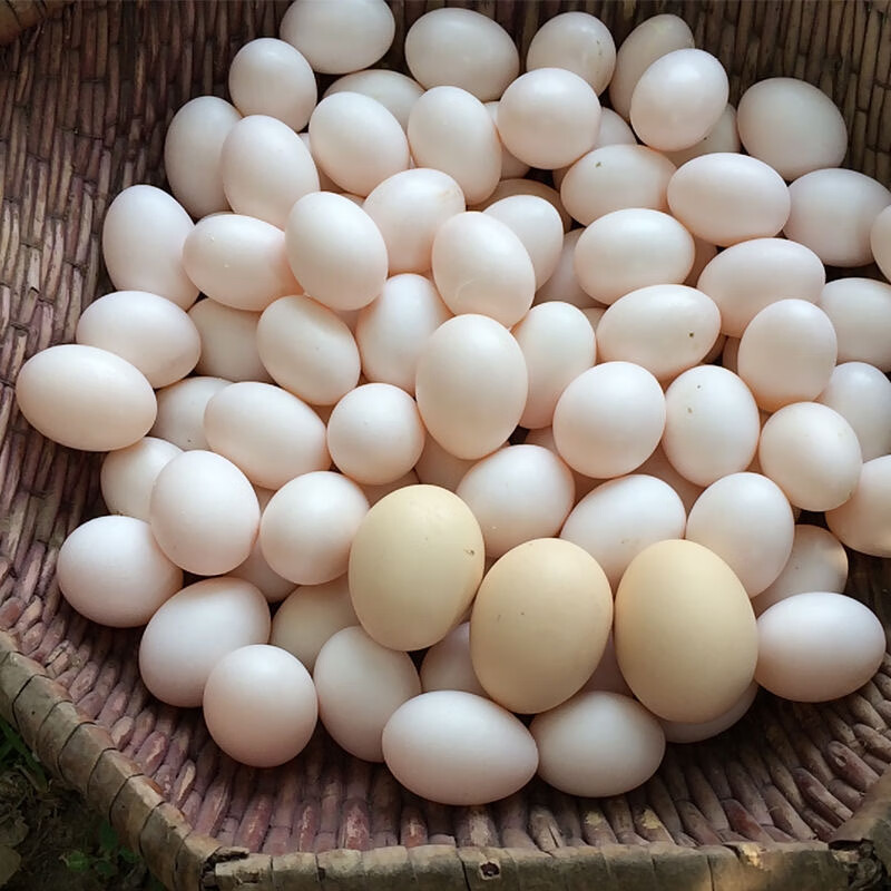 沂鲜新鲜鸽子蛋正宗五谷杂粮散养信鸽蛋30枚孕妇宝宝农家初生蛋礼盒装 鸽子蛋30枚