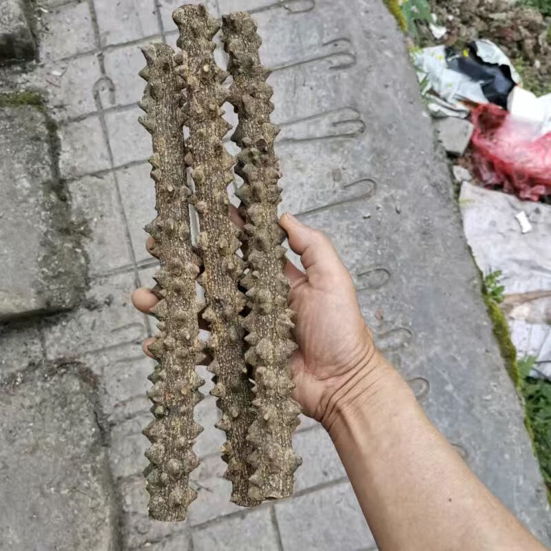 【官方店旗舰】新鲜干货野外飞龙掌血散血丹大救驾三百棒见血飞鸟不站