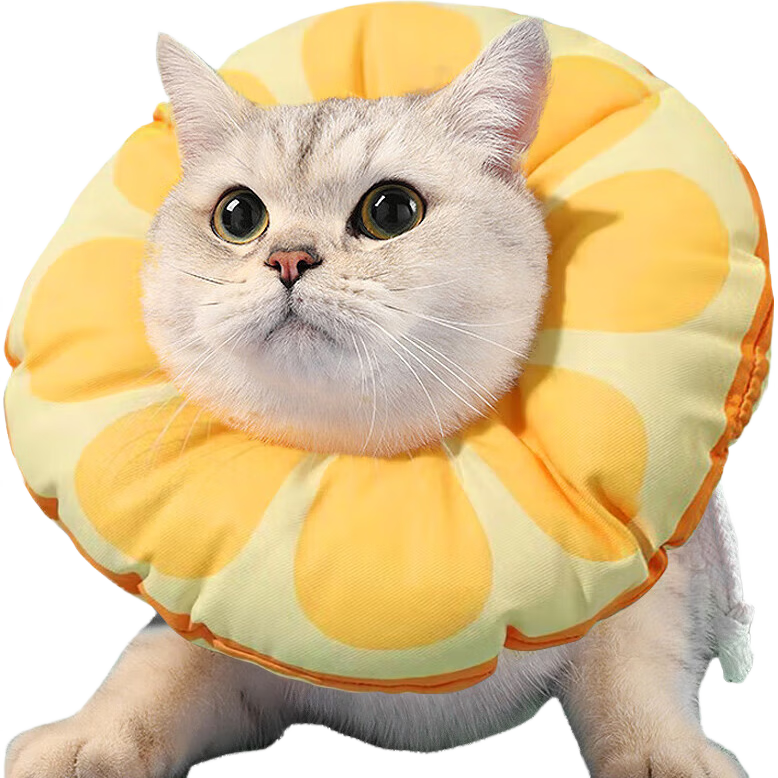 ɯȦèﹷè乷Ȧͷײ׷ҧȦ22.4Ԫ